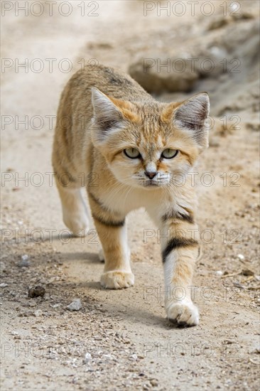 Sand cat