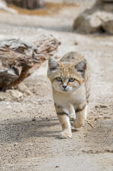 Sand cat