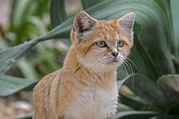 Sand cat