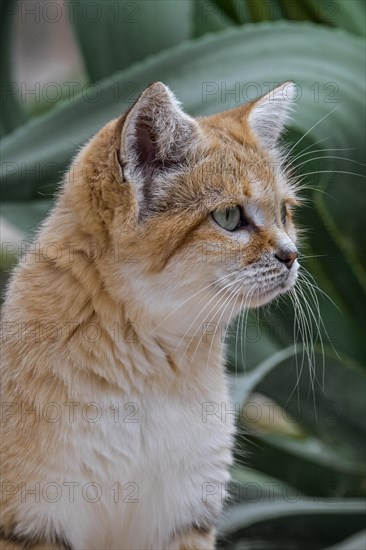 Sand cat