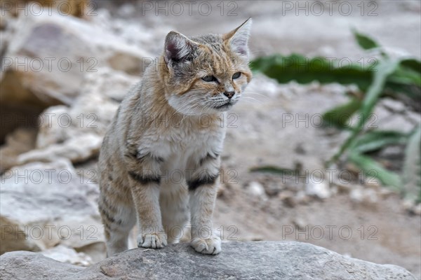 Sand cat