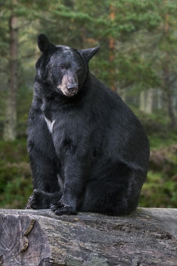 American black bear