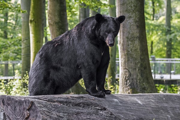 American black bear