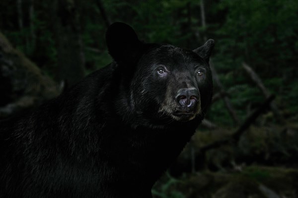 Close-up portrait of American black bear