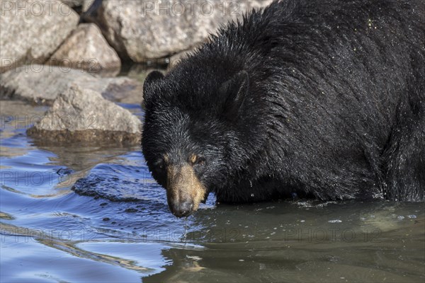 American black bear