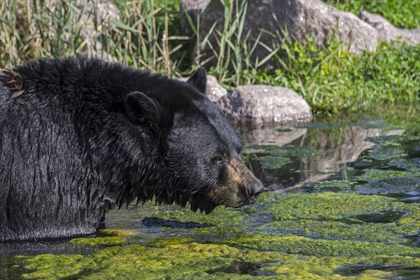 Close-up portrait of American black bear