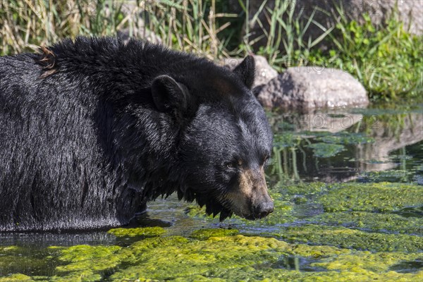 American black bear