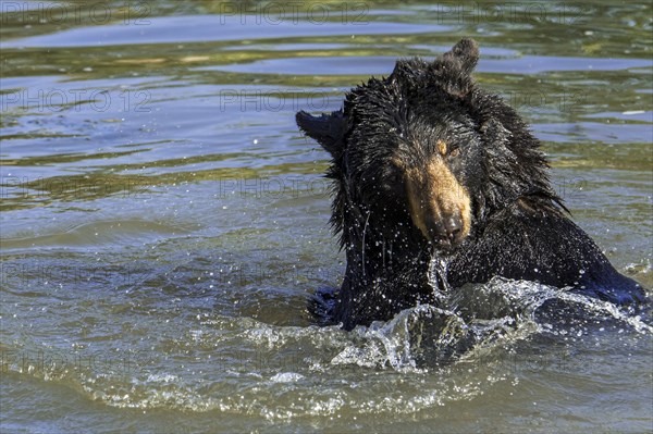 American black bear