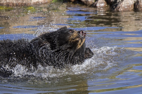 American black bear