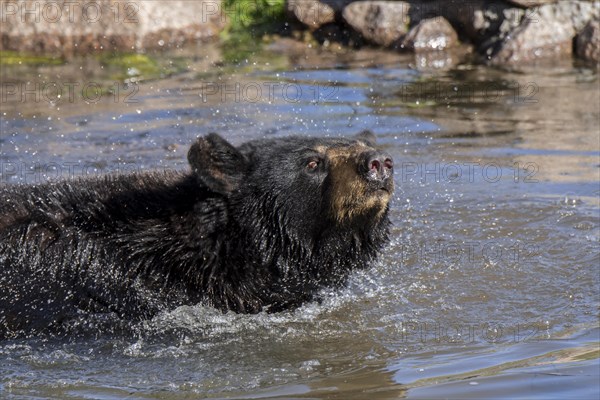 American black bear