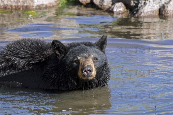 American black bear