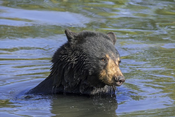 American black bear