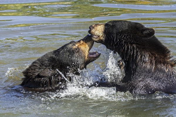 Two American black bears