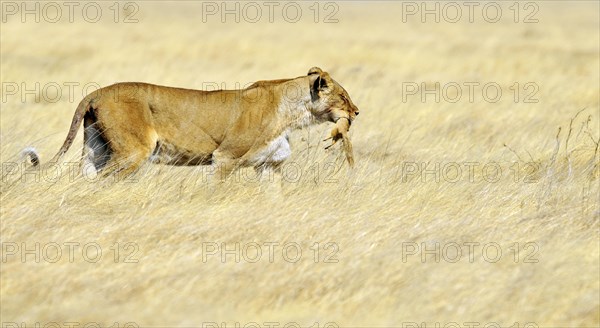 African lioness