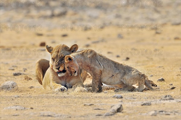 African lioness