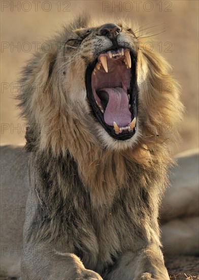 Male African lion