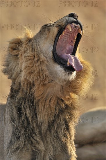 Male African lion