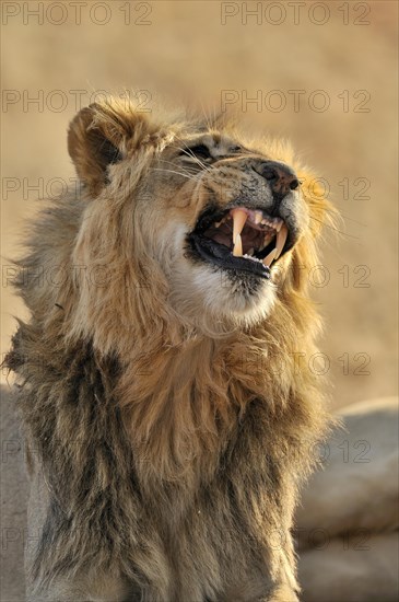 Male African lion