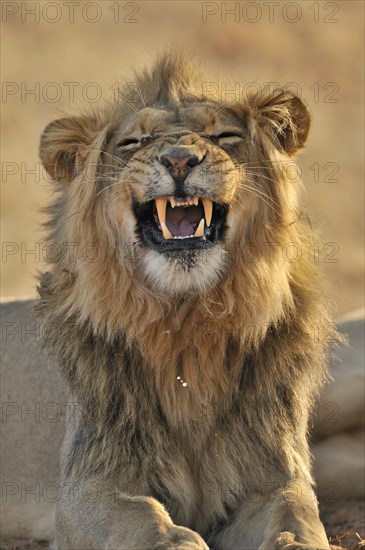 Male African lion