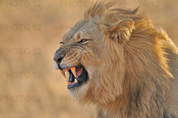 Close-up of male African lion