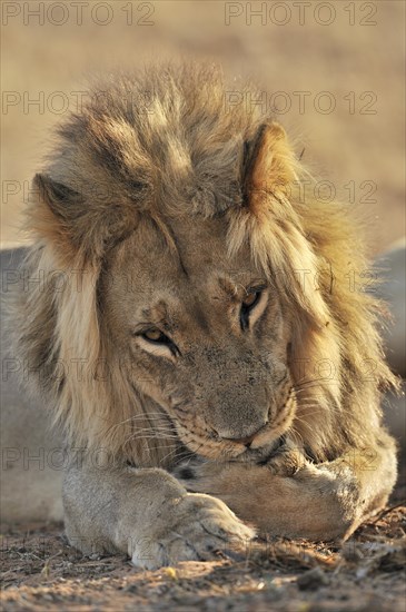 Male African lion