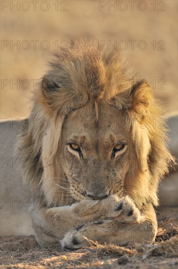 Male African lion