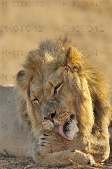 Male African lion