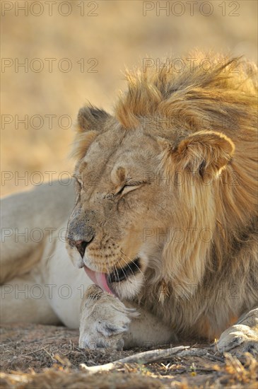 Male African lion