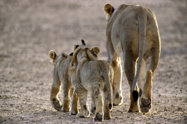 Lioness