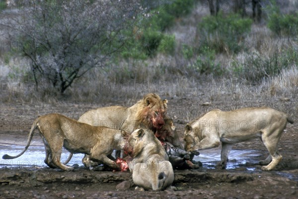 Pride of African lions