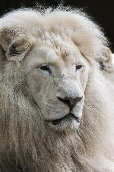 Male leucistic white lion