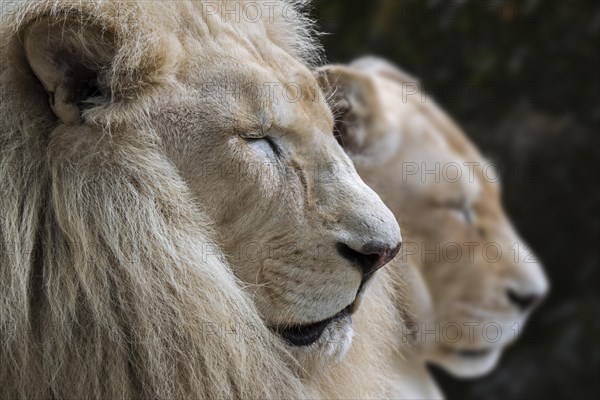Male and female leucistic white lion