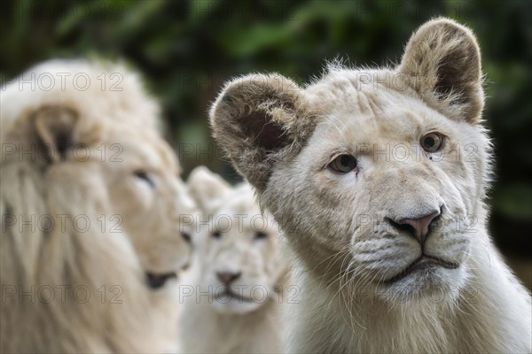 Male and juvenile leucistic white lions