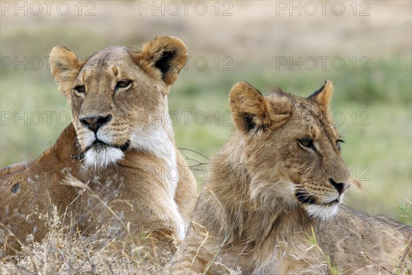 Lioness and young male lion