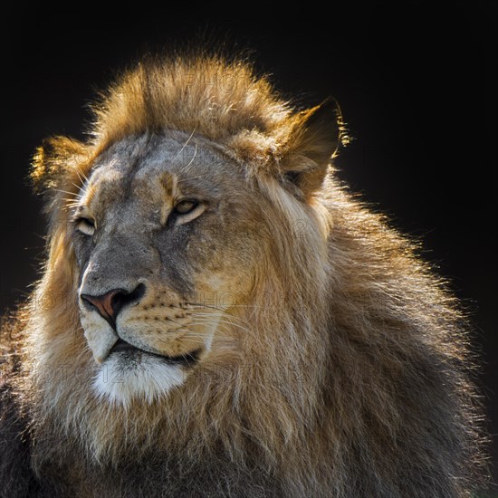 Close-up portrait of male African lion