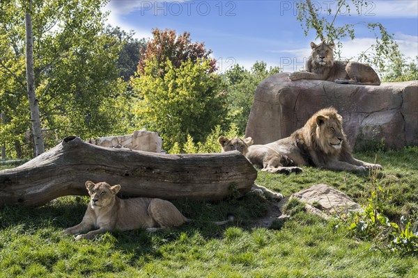 Captive African lions