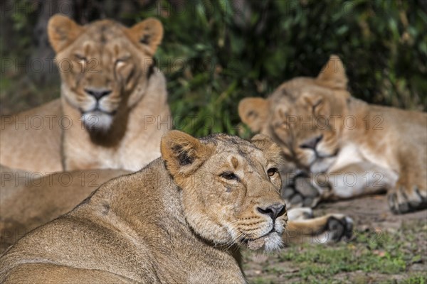 Pride of Asiatic lions