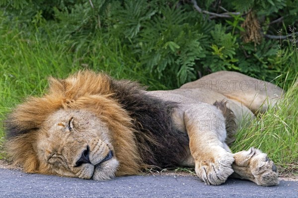 Male African lion