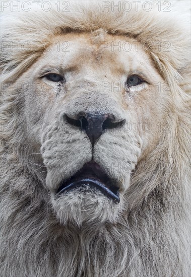 Male leucistic white lion