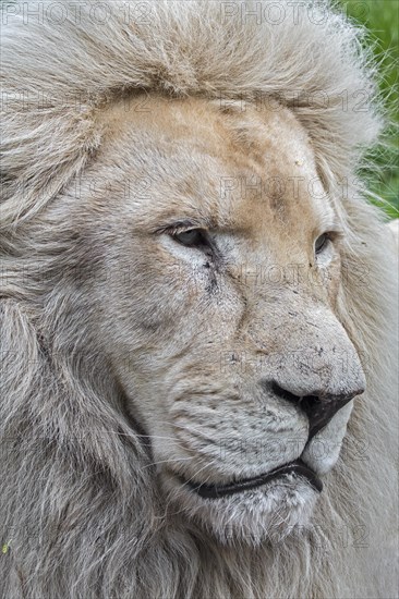 Male leucistic white lion