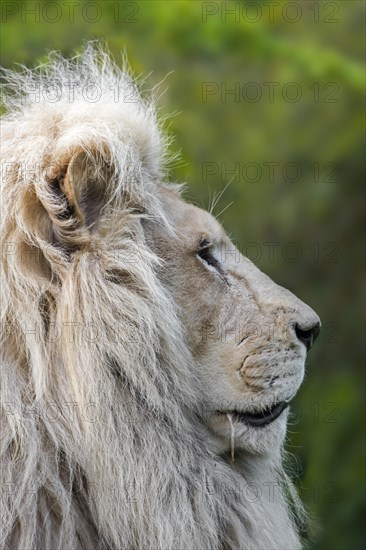 Male leucistic white lion