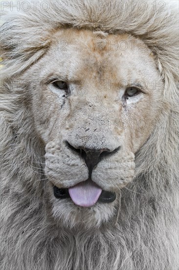 Male leucistic white lion