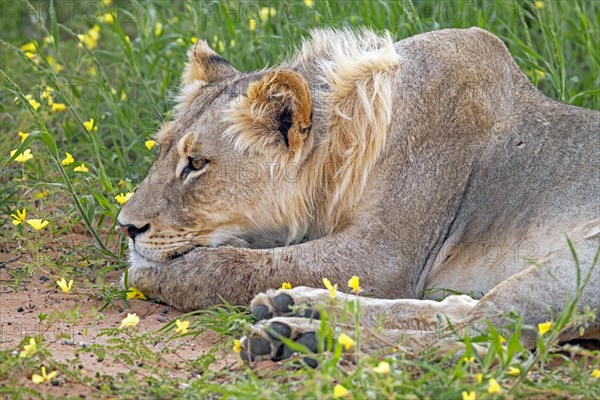 Young male African lion