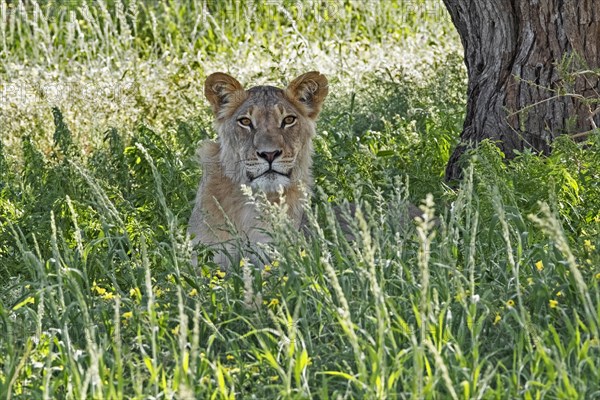 Young male African lion