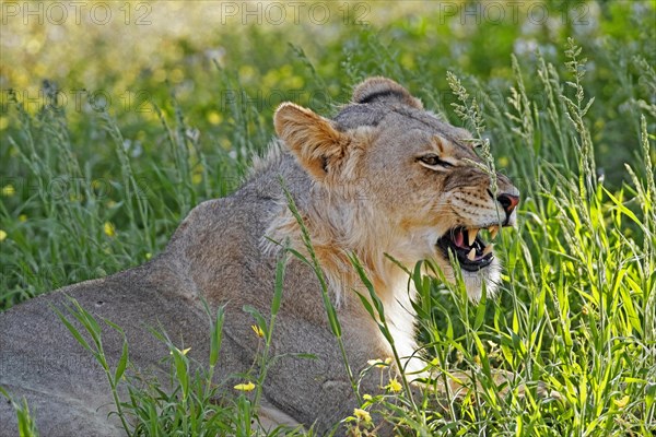 Young male African lion