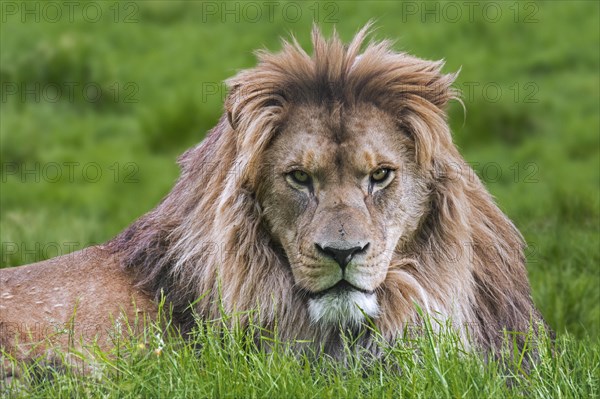 Barbary lion