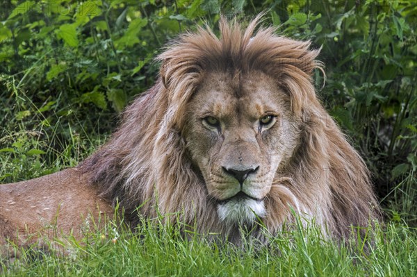 Barbary lion