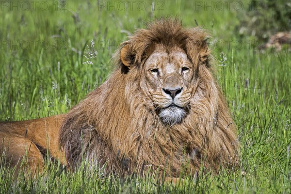 Southern lion