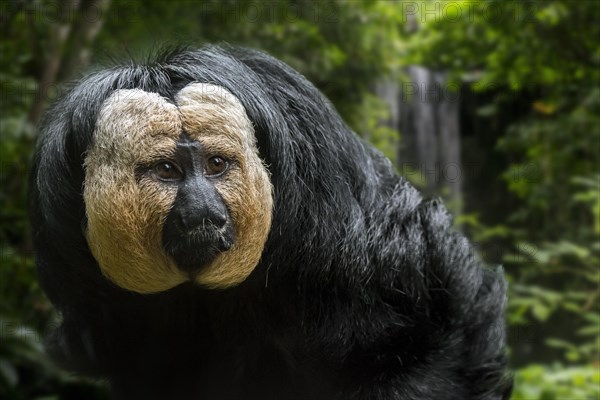 White-faced saki