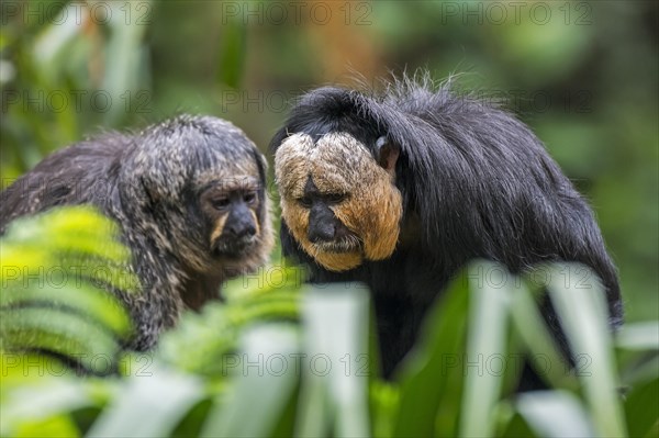 White-faced saki